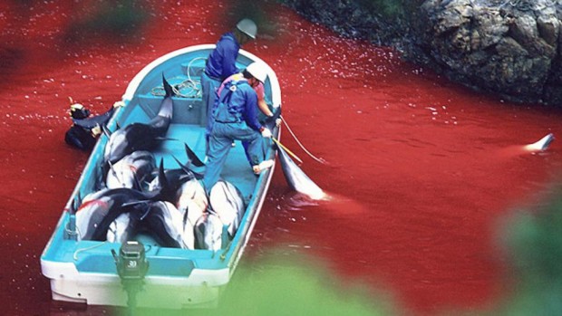 Matanza de delfines en Taijí