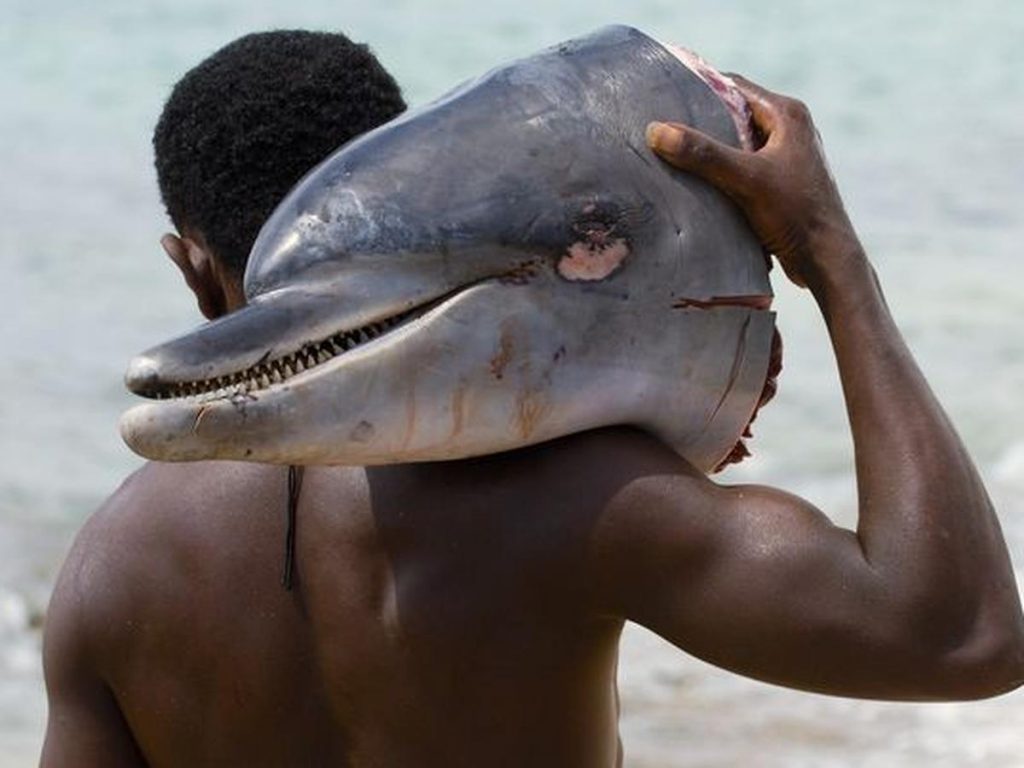Matanzas de delfines en Islas Salomon
