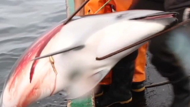 Matanzas delfines Perú
