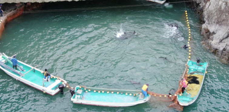 Matanzas delfines en Taijí